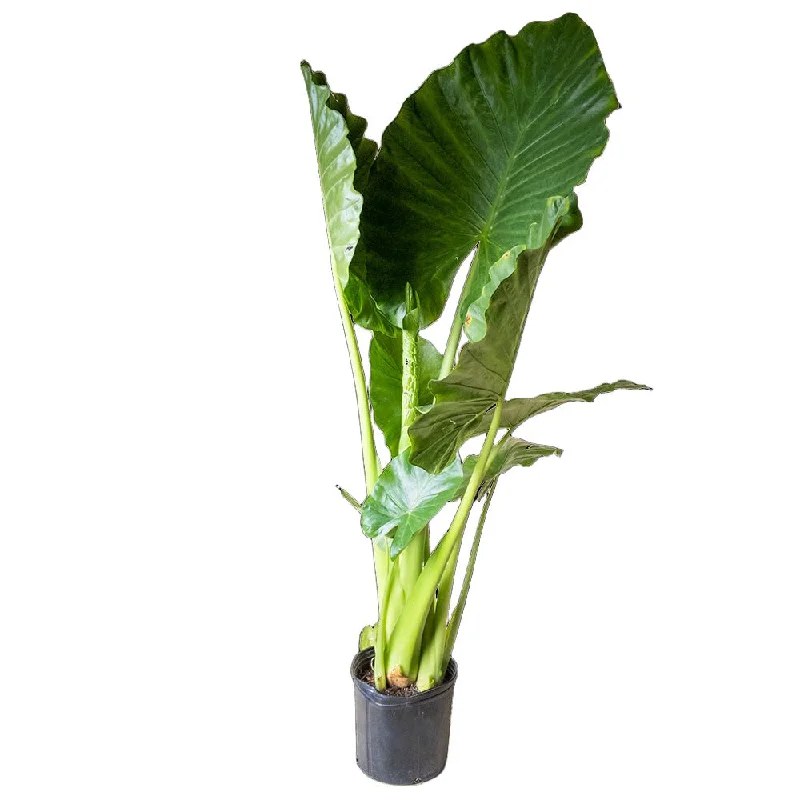 Rustic wooden decorative vase for warmth-Alocasia Calidora 10 Inch Pot