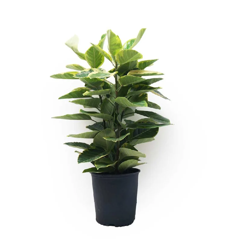 Large luxury glass vase for wow factor-Ficus Golden Gem Bush 12 Inch Pot