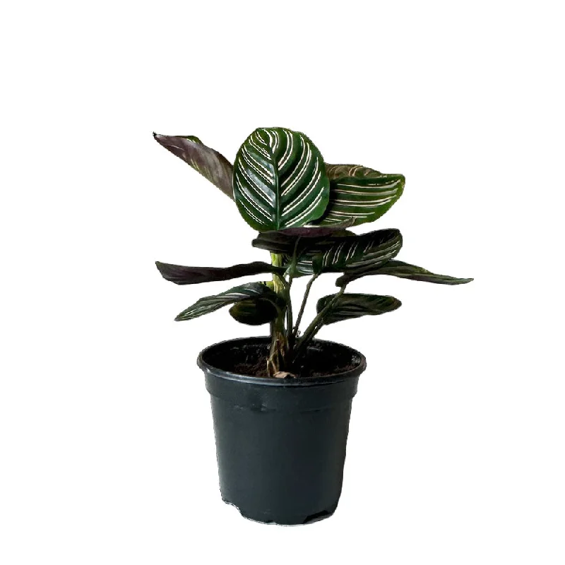 Modern white ceramic vase for elegance-Calathea Ornata 4 Inch Pot