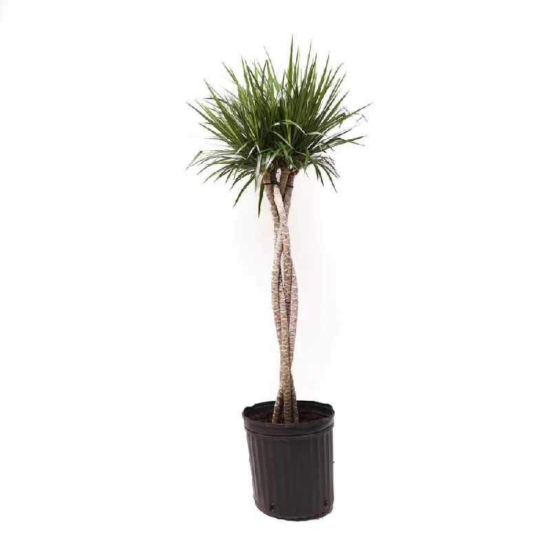 Minimalist black vase for mantle-Dracaena Marginata Braid 12 Inch Pot