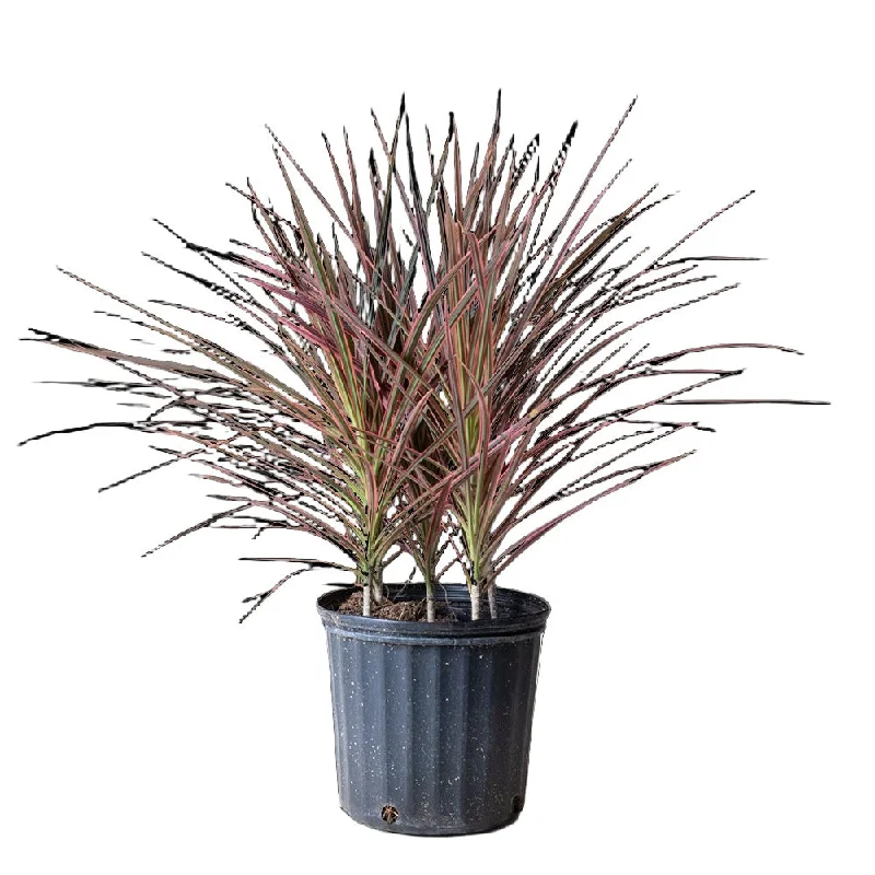 Geometric glass flower vase for trend-Dracaena Marginata Colorama 10 Inch Pot