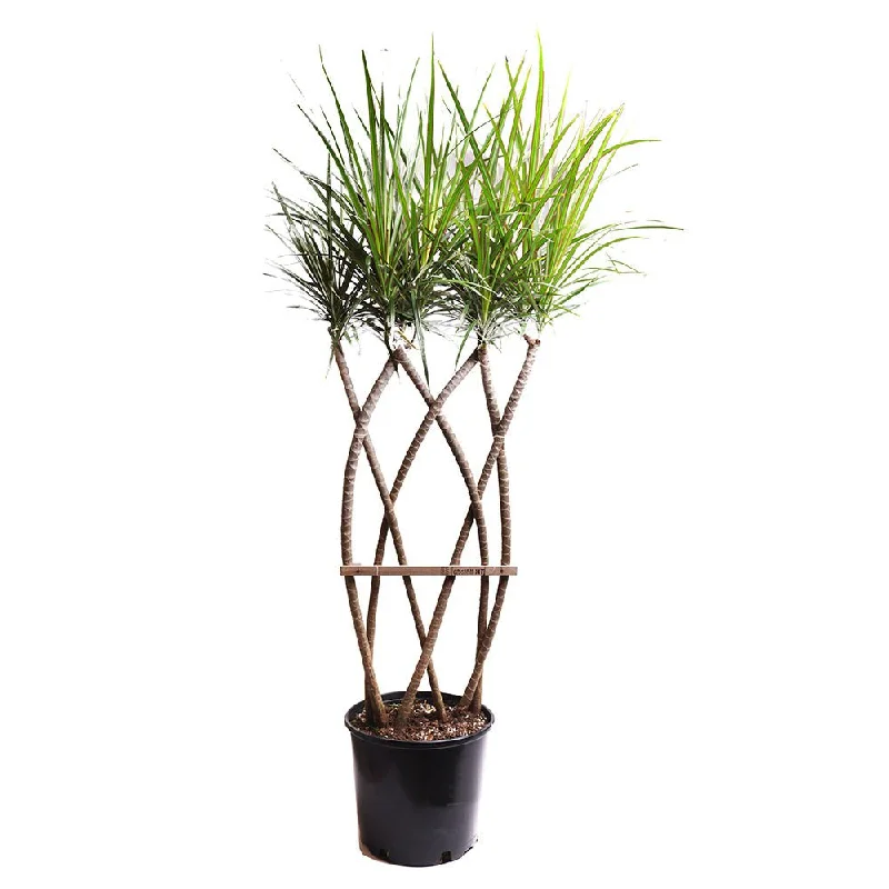 Colorful ceramic vase for energy-Dracaena Marginata Flat Weave 10 Inch Pot