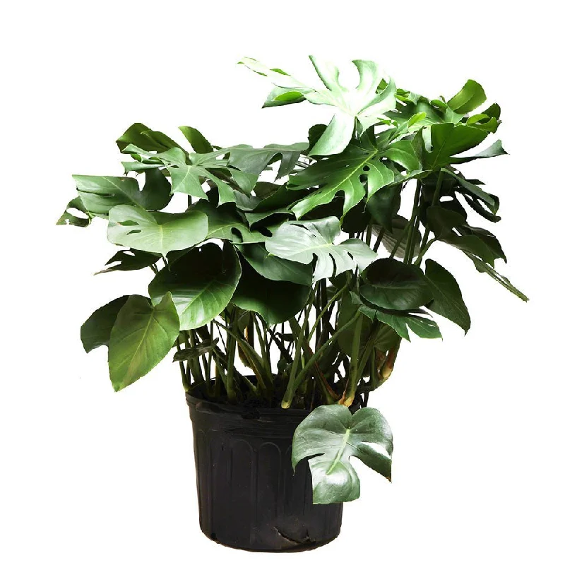 Contemporary gold vase for glamour-Large Monstera Deliciosa  14 Inch Pot