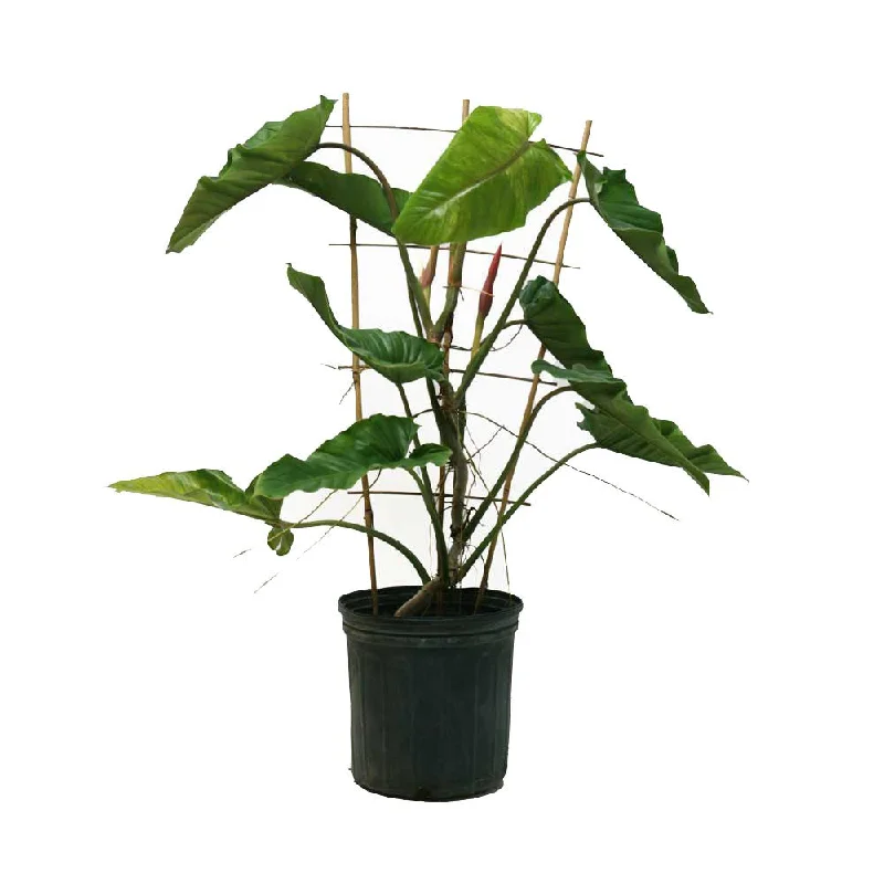 Large floor vase for entryway-Philodendron Subhastatum Trellis 10 Inch Pot