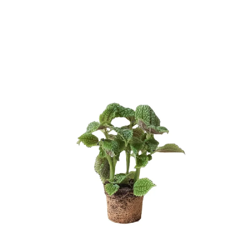 Rustic clay vase for natural beauty-Pilea Moon Valley 3.5 Inch Pot