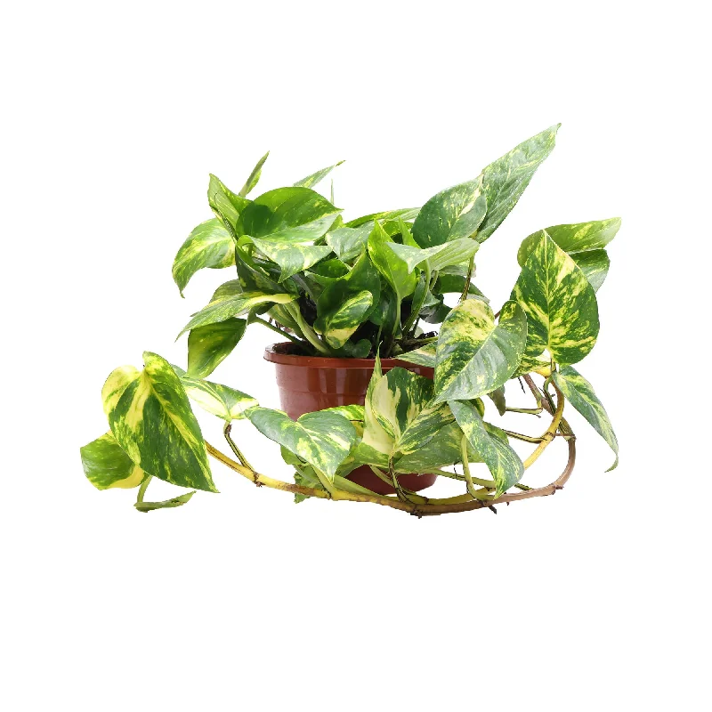 Small luxury gold vase for glamour-Pothos Golden 8 Inch Pot