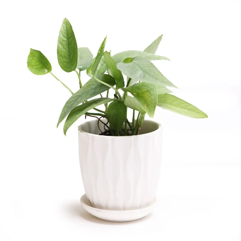 Small glass vase for kitchen counter-Potted Pothos Cebu Blue 3 Inch in Virago Pot