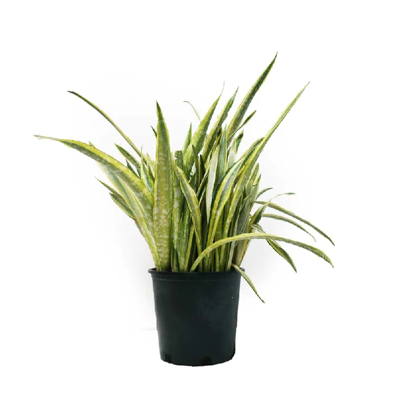 Small pottery vase for cozy space-Sansevieria Laurentii 14 Inch