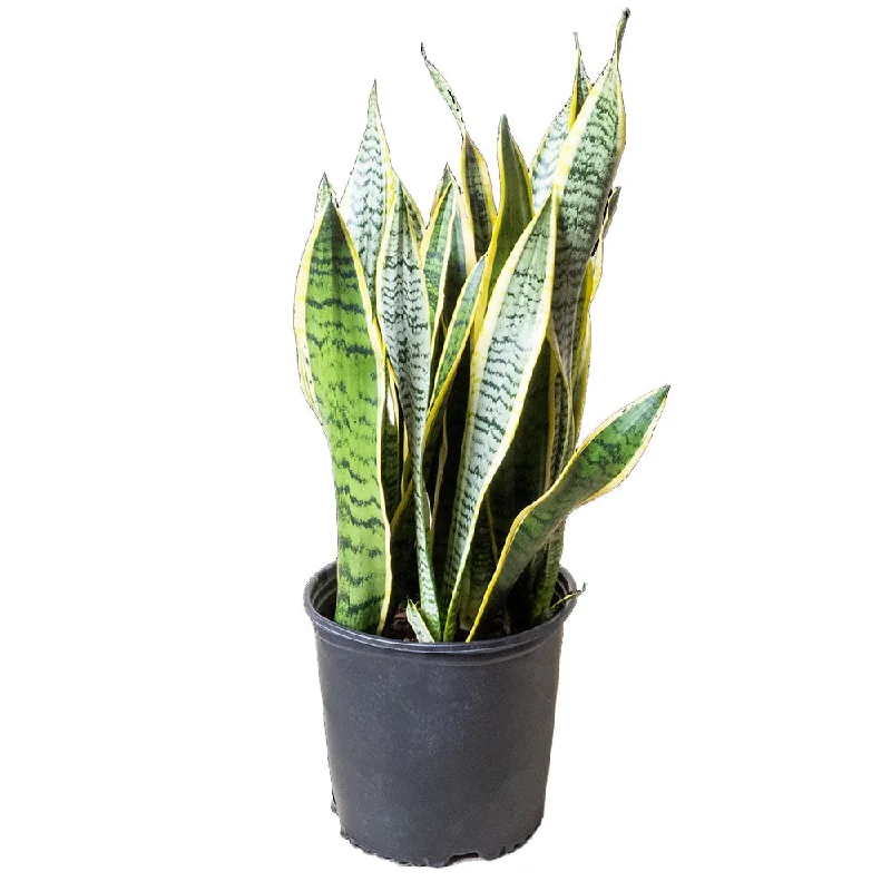 Large luxury ceramic vase for grandeur-Snake Plant Laurentii 10 Inch Pot