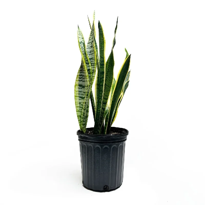 Large modern decorative vase for bold-Snake Plant Laurentii 8 Inch Pot