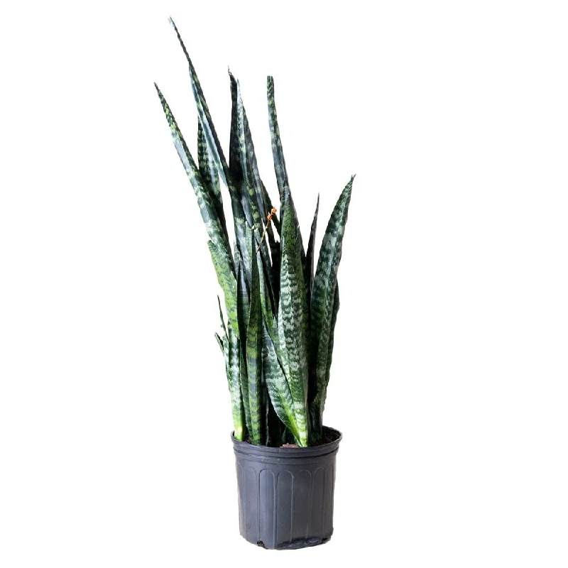 Minimalist white flower vase for purity-Snake Plant Wintergreen 10 Inch Pot